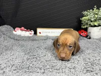 Wilber, a male Miniature Dachshund for sale in Waynesville, MO – 1 of 4