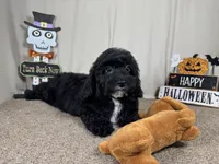 Noah, a male Poodle - Toy  for sale in Waynesville, MO – 2 of 3