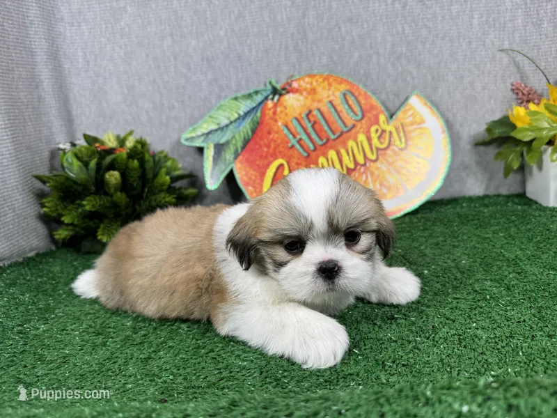 Toby – Shih Tzu puppy for sale in Waynesville, MO