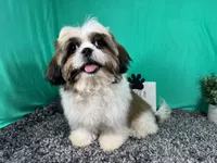 Grizzley, a male Shih Tzu for sale in Waynesville, MO – 2 of 10