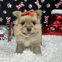 Posey, a female Pomeranian for sale in Waynesville, MO – Photo 10 of 10