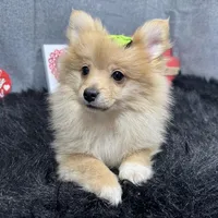 Posey, a female Pomeranian for sale in Waynesville, MO – Photo 6 of 10