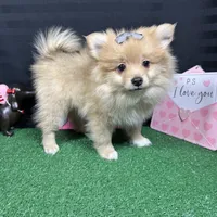 Posey, a female Pomeranian for sale in Waynesville, MO – Photo 7 of 10