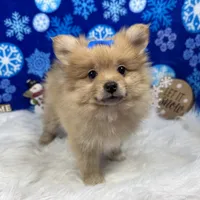 Posey, a female Pomeranian for sale in Waynesville, MO – Photo 9 of 10