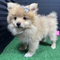 Posey, a female Pomeranian for sale in Waynesville, MO – Photo 8 of 10