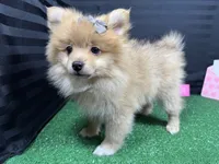 processed/0c404b3d-5619-4e88-8a87-1c29180c8378/listing/5bb9c6fa-2d3f-4202-bc9a-bc642f07be4d/5742e91e-8fe5-4608-81d3-6b6b6dbe783f