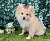 Posey, a female Pomeranian for sale in Waynesville, MO – Photo 2 of 10