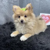 Posey, a female Pomeranian for sale in Waynesville, MO – Photo 4 of 10