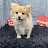 Posey, a female Pomeranian for sale in Waynesville, MO – Photo 5 of 10