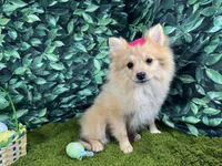 Posey, a female Pomeranian for sale in Waynesville, MO – Photo 3 of 10