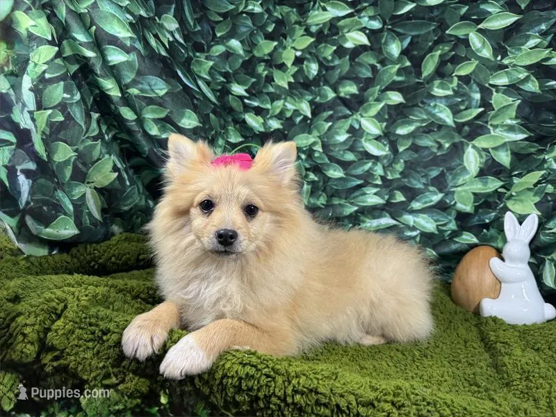 Posey – Pomeranian puppy for sale in Waynesville, MO
