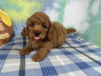 Dean, a male Poodle - Toy  for sale in Waynesville, MO – 5 of 10
