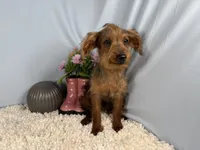 Mars, a male Yorkipoo for sale in Waynesville, MO – 2 of 4