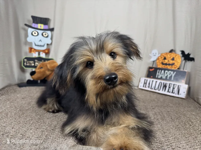 Samuel – Yorkshire Terrier puppy for sale in Waynesville, MO