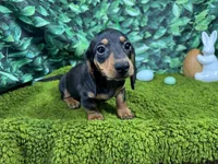 Lynn, a male Miniature Dachshund for sale in Waynesville, MO – Photo 4 of 9