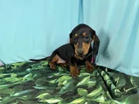 Lynn, a male Miniature Dachshund for sale in Waynesville, MO – Photo 2 of 9