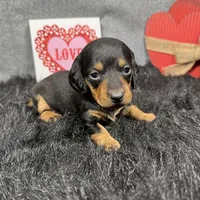 Lynn, a male Miniature Dachshund for sale in Waynesville, MO – Photo 8 of 9