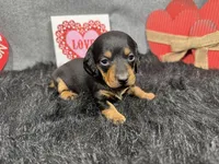 Lynn, a male Miniature Dachshund for sale in Waynesville, MO – Photo 2 of 3
