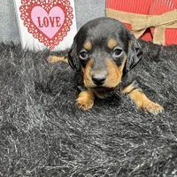 Lynn, a male Miniature Dachshund for sale in Waynesville, MO – Photo 7 of 9