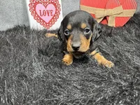Lynn, a male Miniature Dachshund for sale in Waynesville, MO – Photo 1 of 3