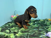 Lynn, a male Miniature Dachshund for sale in Waynesville, MO – Photo 3 of 9