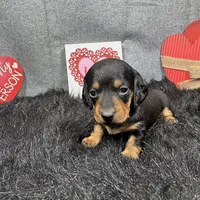 Lynn, a male Miniature Dachshund for sale in Waynesville, MO – Photo 9 of 9