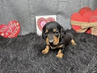 Lynn, a male Miniature Dachshund for sale in Waynesville, MO – Photo 3 of 3