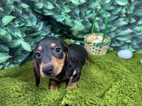 Lynn, a male Miniature Dachshund for sale in Waynesville, MO – Photo 5 of 9