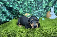 Lynn, a male Miniature Dachshund for sale in Waynesville, MO – Photo 6 of 9