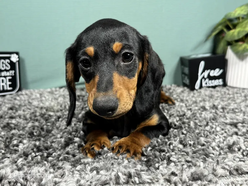Lynn – Miniature Dachshund puppy for sale in Waynesville, MO