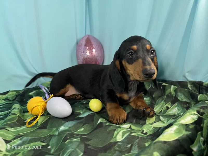 Lynn – Miniature Dachshund puppy for sale in Waynesville, MO