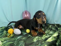 Lynn, a male Miniature Dachshund for sale in Waynesville, MO – Photo 1 of 9