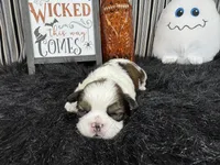 Gabriel, a male Shih Tzu for sale in Waynesville, MO – 3 of 3