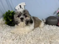 Georgia, a female Shih Tzu for sale in Waynesville, MO – 1 of 4