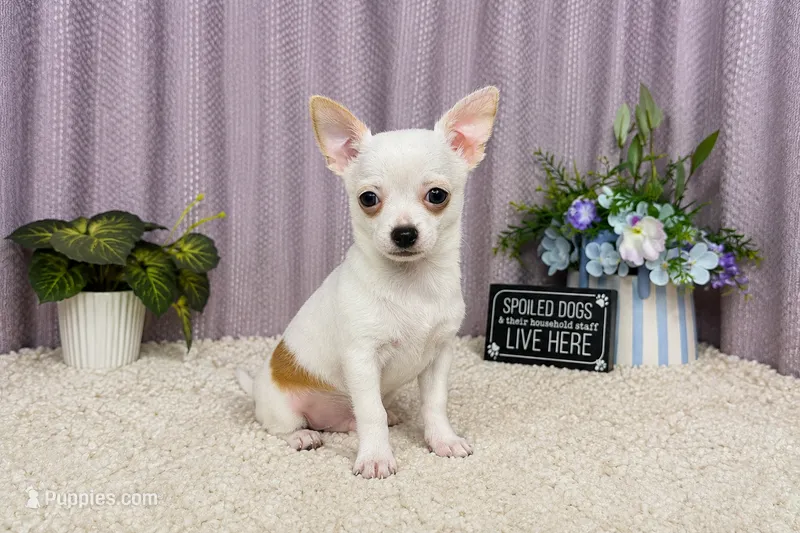 Fox – Chihuahua puppy for sale in Waynesville, MO