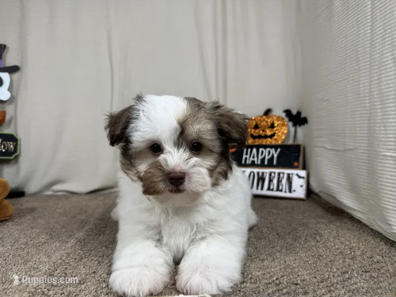 Merlin – Havapoo puppy for sale in Waynesville, MO