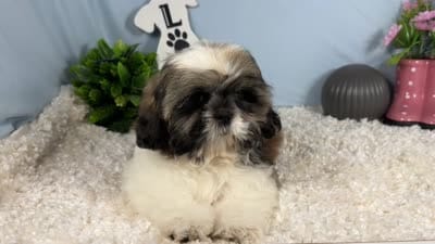 Gus, a male Shih Tzu for sale in Waynesville, MO – 4 of 4