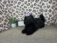 Angie, a female Havapoo for sale in Waynesville, MO – 3 of 9
