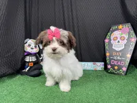 Treasure, a female Shihpoo for sale in Waynesville, MO – 2 of 3
