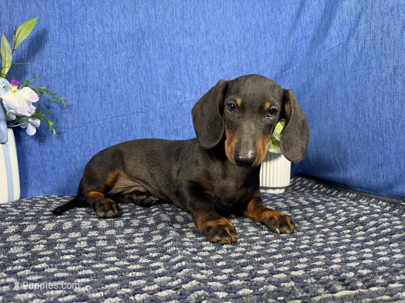 Percy – Miniature Dachshund puppy for sale in Waynesville, MO