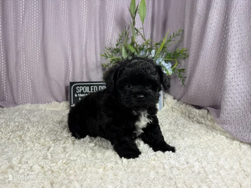Genesis – Shih Tzu, Poodle - Toy  puppy for sale in Waynesville, MO