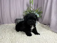Genesis, a male Shih Tzu and Poodle - Toy  for sale in Waynesville, MO – 1 of 3