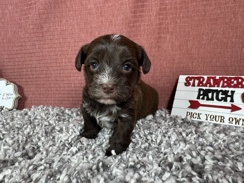 Maxwell – Yorkipoo puppy for sale in Waynesville, MO