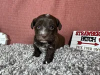 Maxwell, a male Yorkipoo for sale in Waynesville, MO – 5 of 10