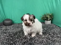 Merlin, a male Havapoo for sale in Waynesville, MO – 3 of 3