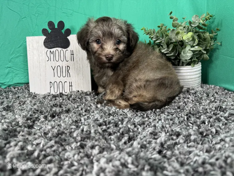 Magnus – Havapoo puppy for sale in Waynesville, MO