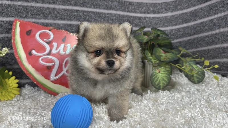 Benson – Pomeranian puppy for sale in Waynesville, MO