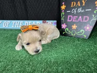 Gianna, a female Maltipoo for sale in Waynesville, MO – 2 of 3