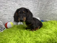 Patrick, a male Miniature Dachshund for sale in Waynesville, MO – 6 of 10
