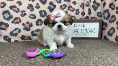 Claire, a female Pekingese for sale in Waynesville, MO – 4 of 4